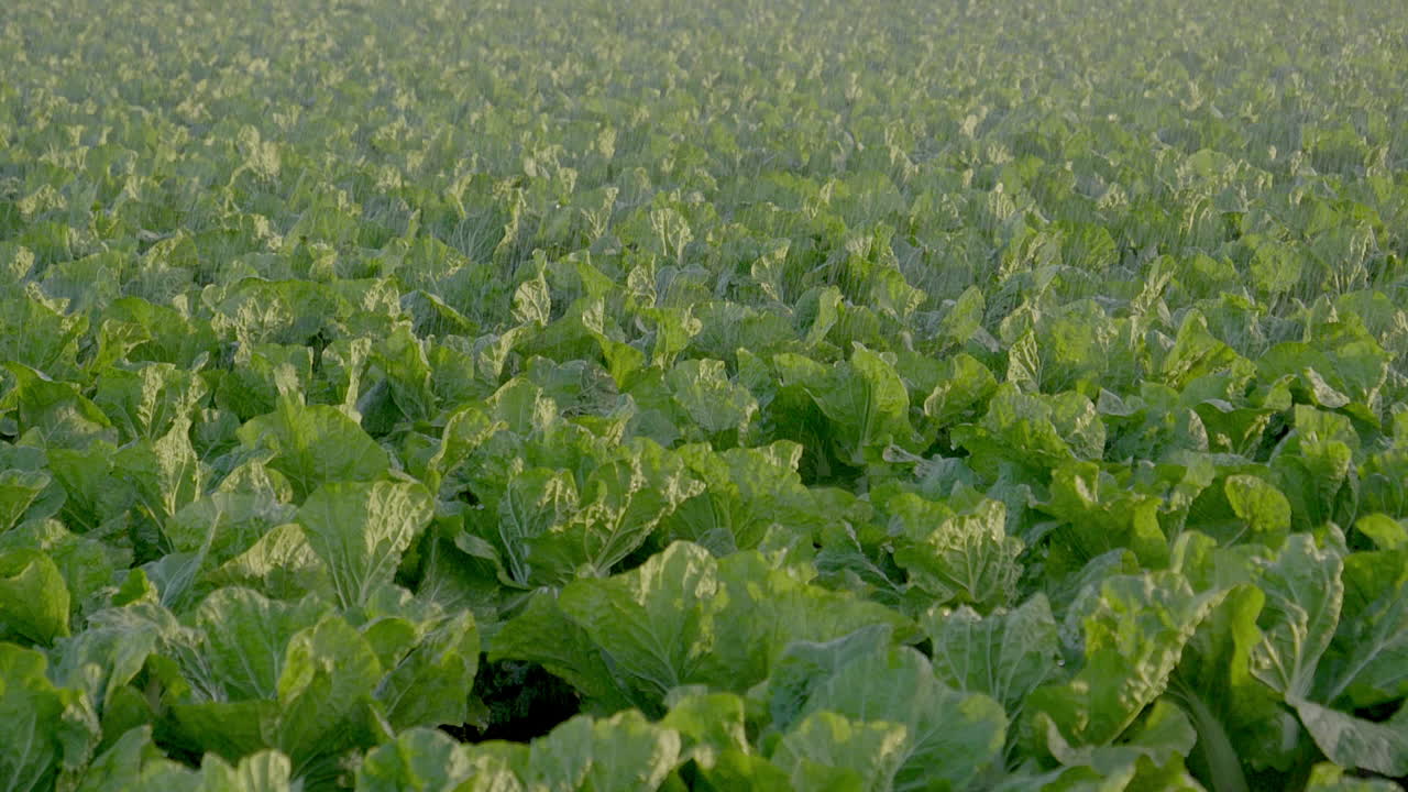 180 fps - cultivos siendo regados - plano medio