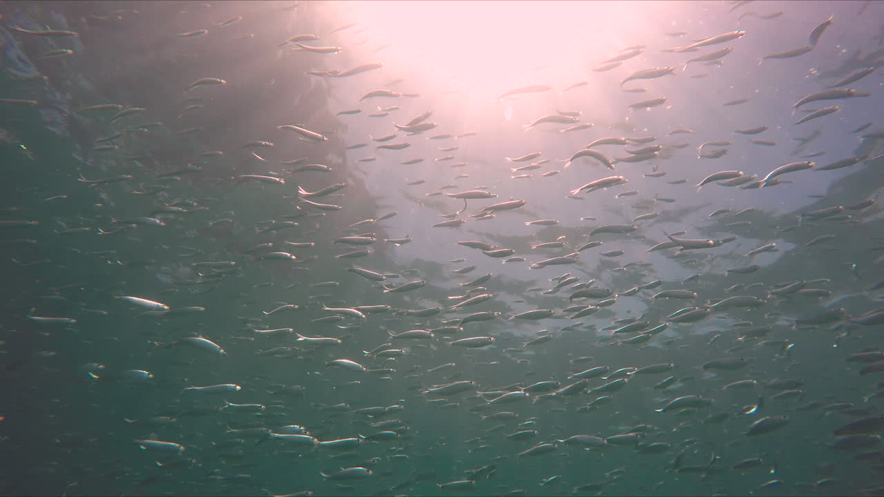 플로리다 주 웨스트  비치에 있는 작은 물고기