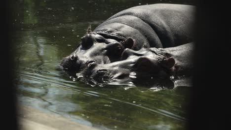 closer view with a slower right side truck camera movement from a relaxing hippopotamus