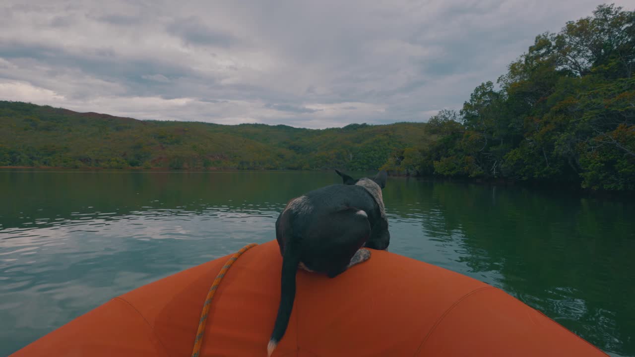 un perro en la parte delantera de un barco que navega al lado de un gran río junto a selvas y manglares durante un día nublado