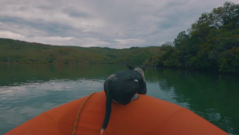 a dog on the front of a boat navigating on the side of a large river next to jungles and mangroves during a cloudy day