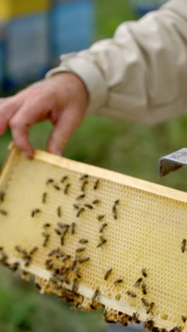 apiculture process. new frame in beekeeper's hands. apiarist inspects bees in a wooden beehive. smoker on hive while apiarist works with frames. vertical video