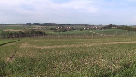 rare footage of destroyed hop garden after hailstorm „felix“ 2009 near wolnzach , bavaria, germany-5