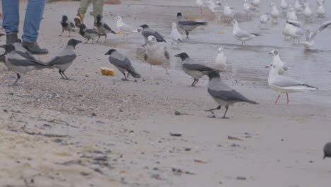 Flock-Of-Sea-Gulls-With-People-On-The-Sandy-Beach-Of-Redlowo-In-Gdansk,-Poland