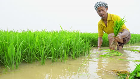 Close-up-of-Indian-farmer-at-the-farm-field-pulling-out-rice-seedlings-to-transplanting