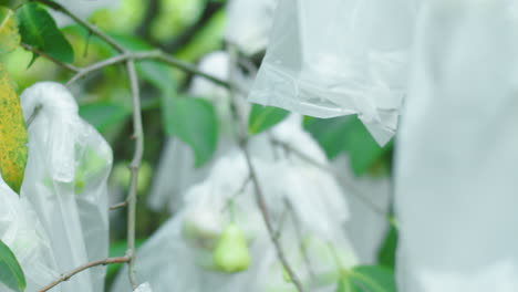 Close-up-of-unripe-watery-rose-apples-on-trees-protected-by-plastic-bags