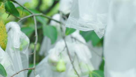 Primer-Plano-De-Manzanas-Rosas-Acuosas-Inmaduras-En-árboles-Protegidos-Por-Bolsas-De-Plástico