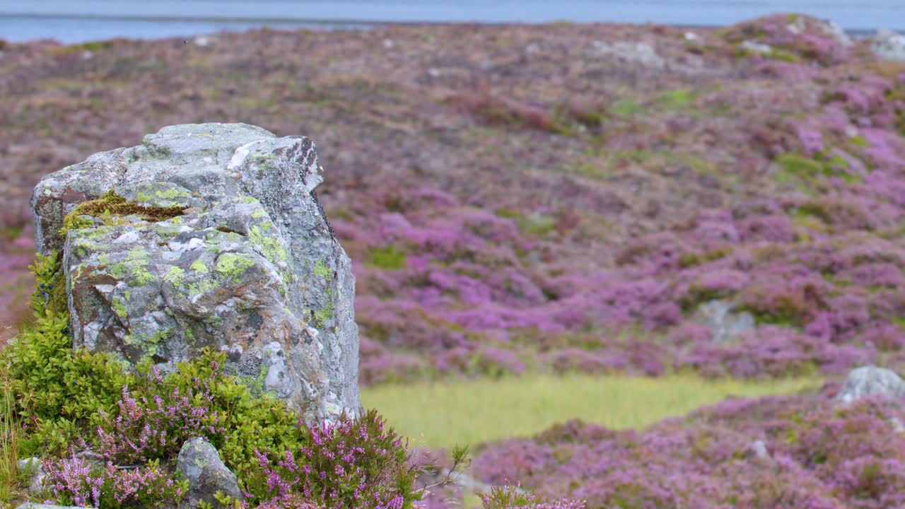 Smooth pan reveals heather-covered moor, stone marker, and natural landscape under soft daylight