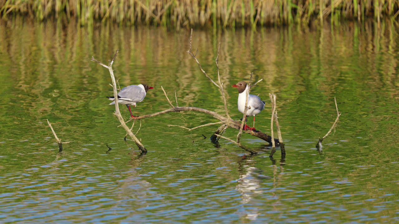 Two gulls sitting peacefully on a submerged tree branch on a salt marsh lake, bathed in end of day sunlight
