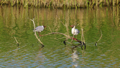 two gulls sitting peacefully on a submerged tree branch on a salt marsh lake, bathed in end of day sunlight