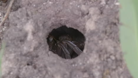 a mud crab hidden in it's burrow resting - close up