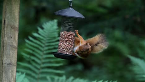 Rotes-Eichhörnchen,-Sciurus-Vulgaris,-Frisst-Erdnüsse-Aus-Hängendem-Futterhäuschen