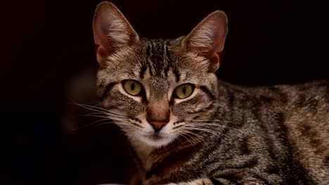 Un-Gato-Europeo-De-Pelo-Corto-Descansa,-Abre-Los-Ojos-Y-Mira-Hacia-La-Cámara