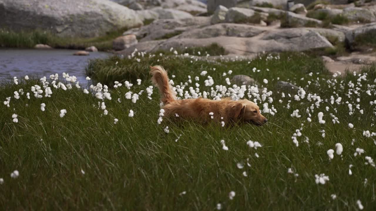 Golden Retriever walking in grassy field with white cotton-like flowers around