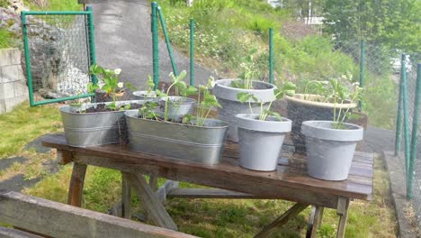 a table full of pots with freshly planted strawberry plants is sprayed with water - 20 percent slow motion