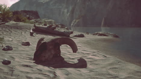 a skull on a beach