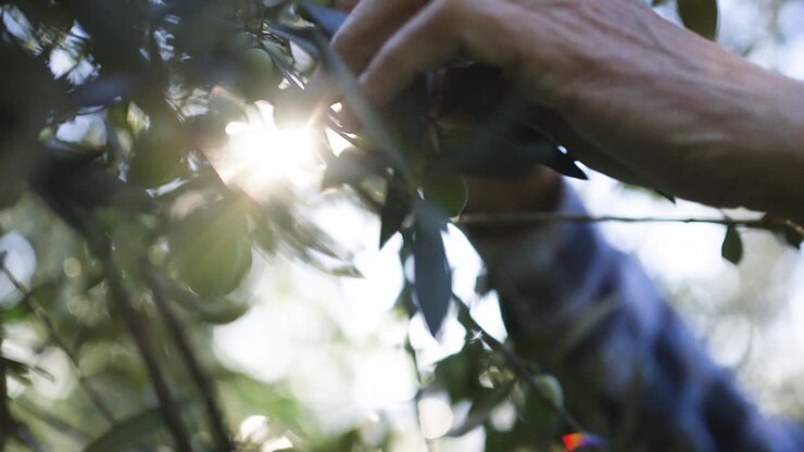 Hands picking olives from a tree