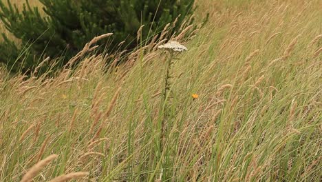 Dunes-white-tall-flower-among-green-and-brown-grass-and-tiny-yellow-flower-blowing-in-wind-with-green-pine-tree