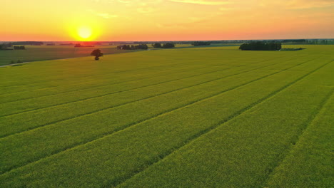 Rapeseed-field-during-sunset-with-orange-vivid-sky,-aerial-view