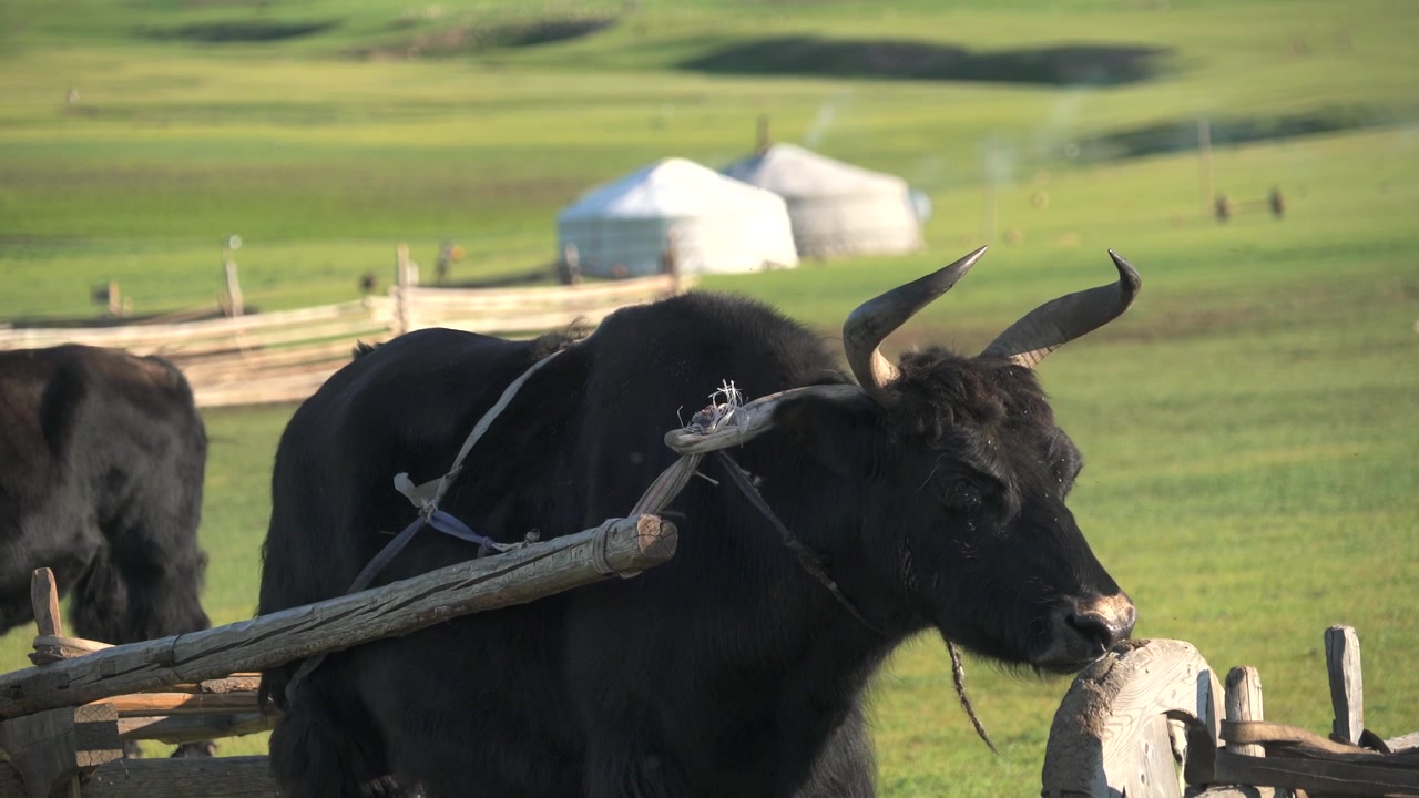 Black Yak Standing in a Traditional Mongolian Pasture