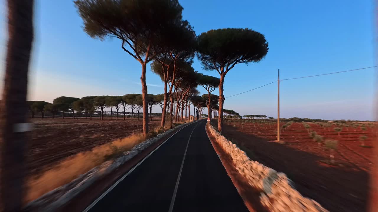 Ripresa cinematografica con drone FPV che sorvola una strada alberata con pini nel Salento. La luce dell'ora d'oro illumina il paesaggio rurale. Ideale per concetti di viaggio, gita in auto e libertà, Italia
