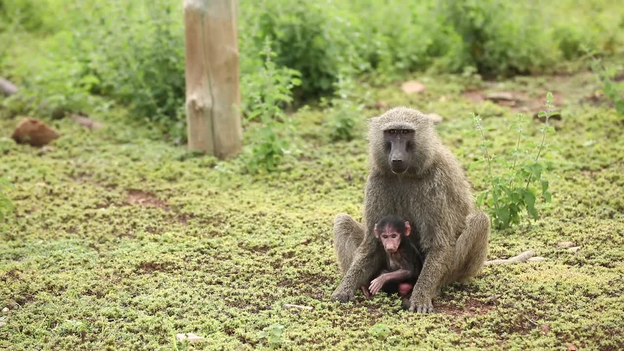 Baboon Mother and Baby in the African Savanna