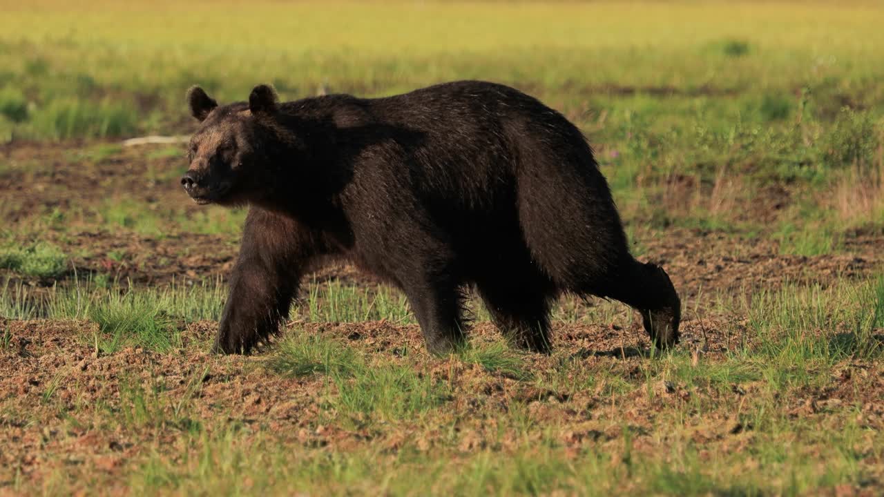 갈색  ⁇  (ursus arctos) 은 야생에서 유라시아 북부와 북아메리카의 대부분에서 발견되는  ⁇ 입니다. 북아메리카에서 갈색  ⁇ 의 개체수는 종종 그리즐리  ⁇ 이라고 불립니다.