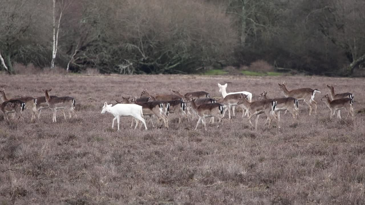 새로운 숲의 사 ⁇  클립 1