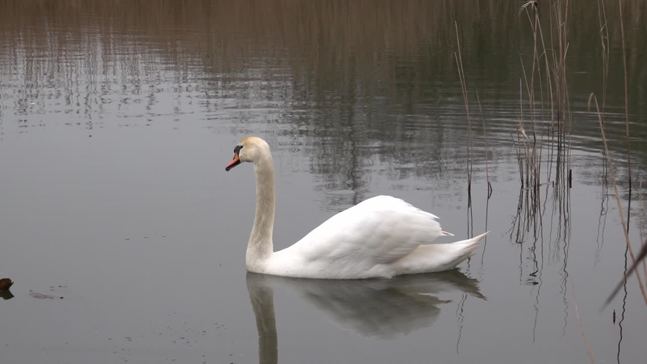 un cisne blanco nadando en un lago