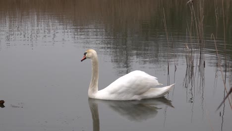 a white swan swimming on a lake