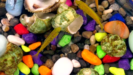 fishes in underwater in colorful aquarium