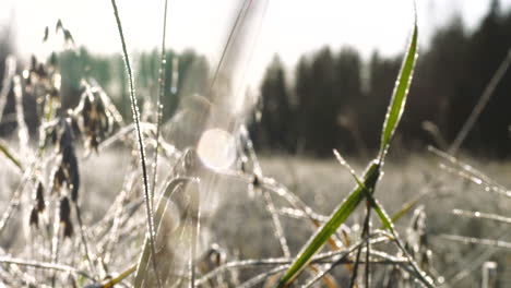 ángulo-Bajo-De-Hierba-Húmeda-Y-Helada-En-La-Fría-Mañana-De-Invierno