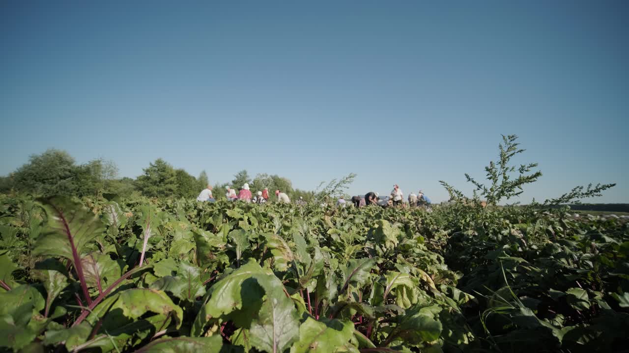 여름에 은 비트의.