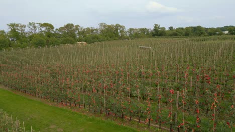 Apple orchard with rows of apple trees