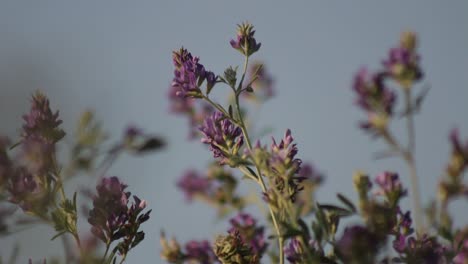 primer plano de flores moradas de alfalfa que soplan en el viento, medicago sativa
