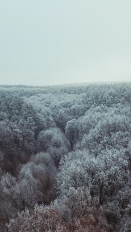 snowy forest in winter. top view of beautiful trees covered with white snow. motion camera back and rising up. aerial view. vertical video