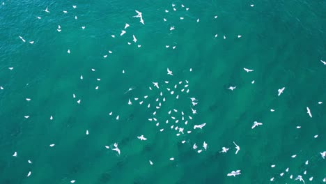 migrating seabirds flock over the ocean surface chasing and feeding on school of fish