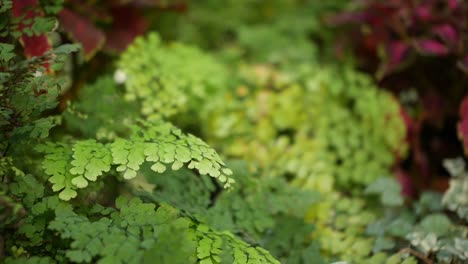 woman hand touching some leafs gently