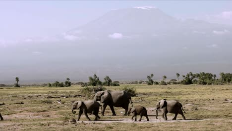 close up of elephants and mt kilimanjaro at amboseli in kenya