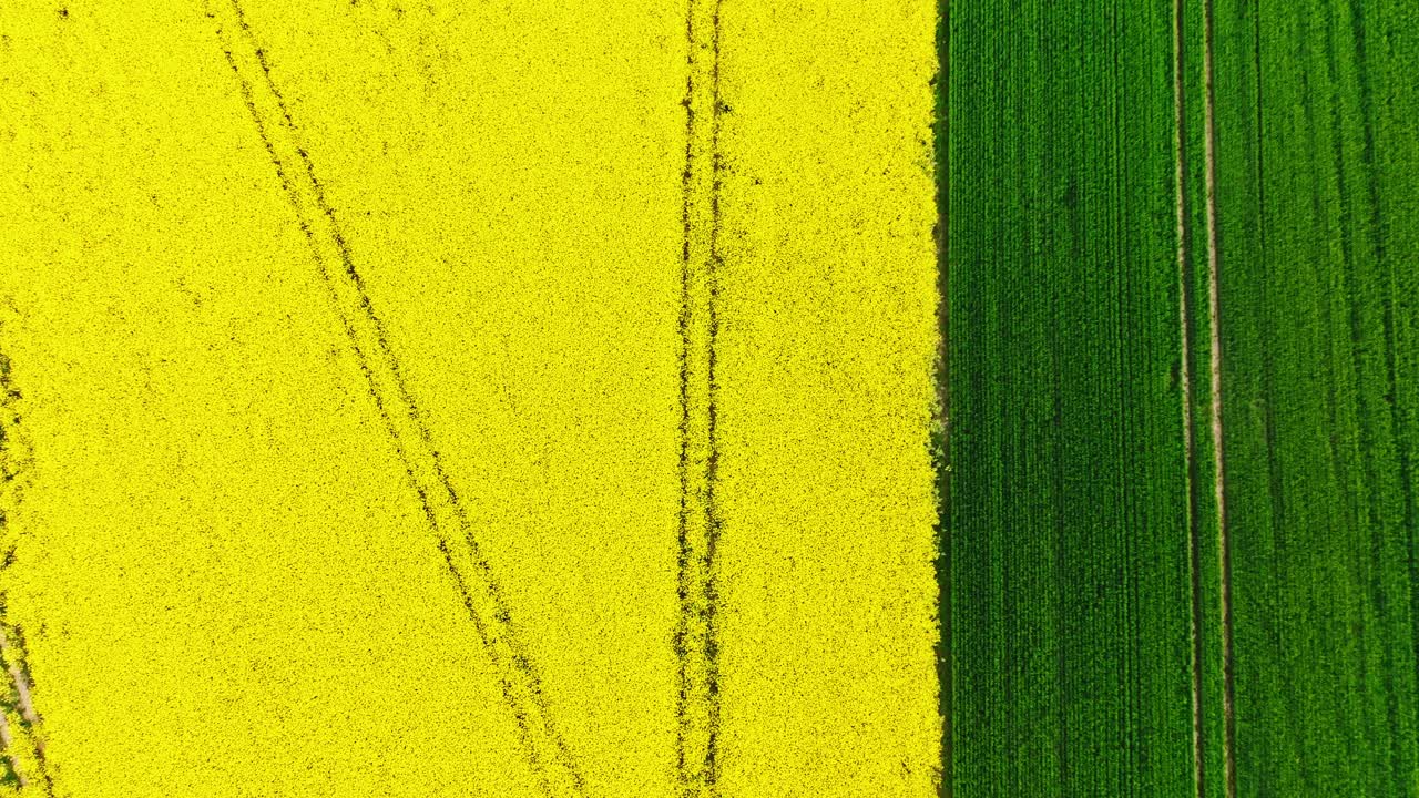 Top-down view, bright yellow rapeseed and lush green fields, perfect symmetry