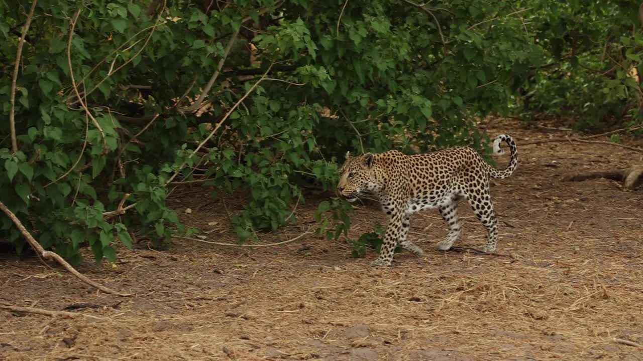 toma panorámica de un leopardo caminando, khwai botswana