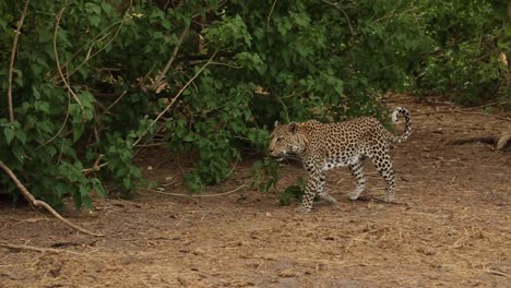 Panning-shot-of-a-leopard-walking-by,-Khwai-Botswana