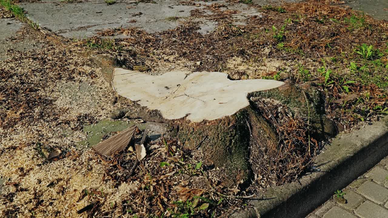 Ceppo d'albero urbano appena tagliato accanto al marciapiede che evidenzia la perdita di verde urbano