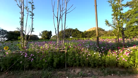 vibrant flowers in a serene natural setting