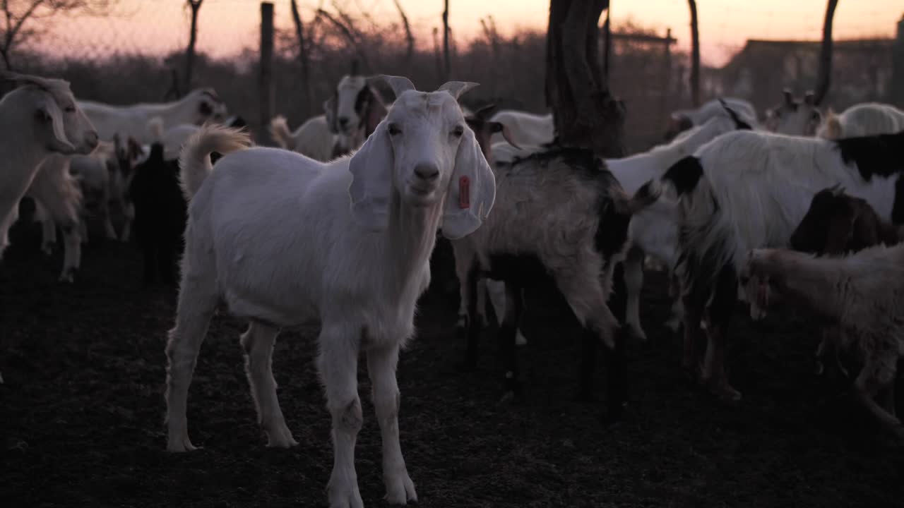 해질 무렵 크라알의 염소 떼