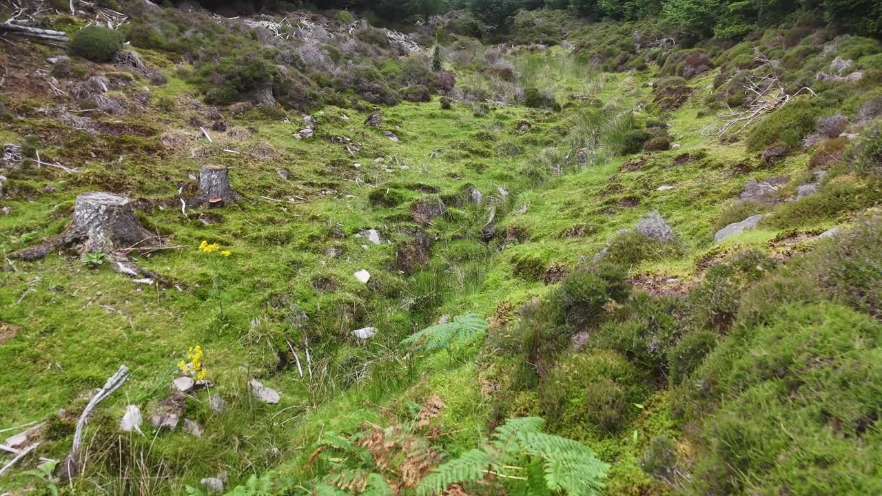 Camera glides forward over a mossy, deforested hillside in the Scottish Highlands, revealing scattered tree stumps, lush undergrowth, and overcast natural lighting