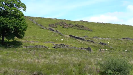ovejas deambulando por un campo de granja en la ladera inglesa