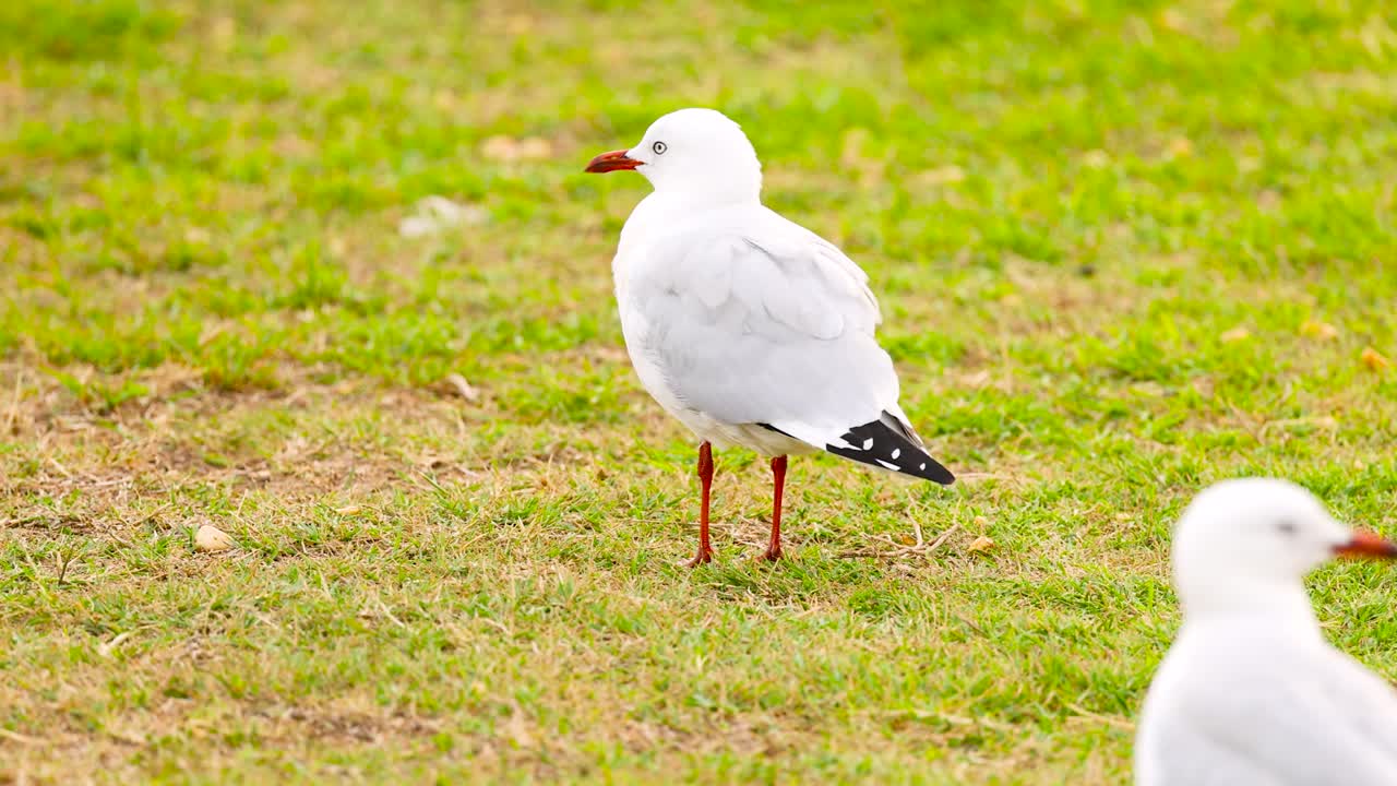 A red-billed gull stands on grassy terrain in Ocean Grove, Victoria. Bright daylight highlights its white plumage and red bill