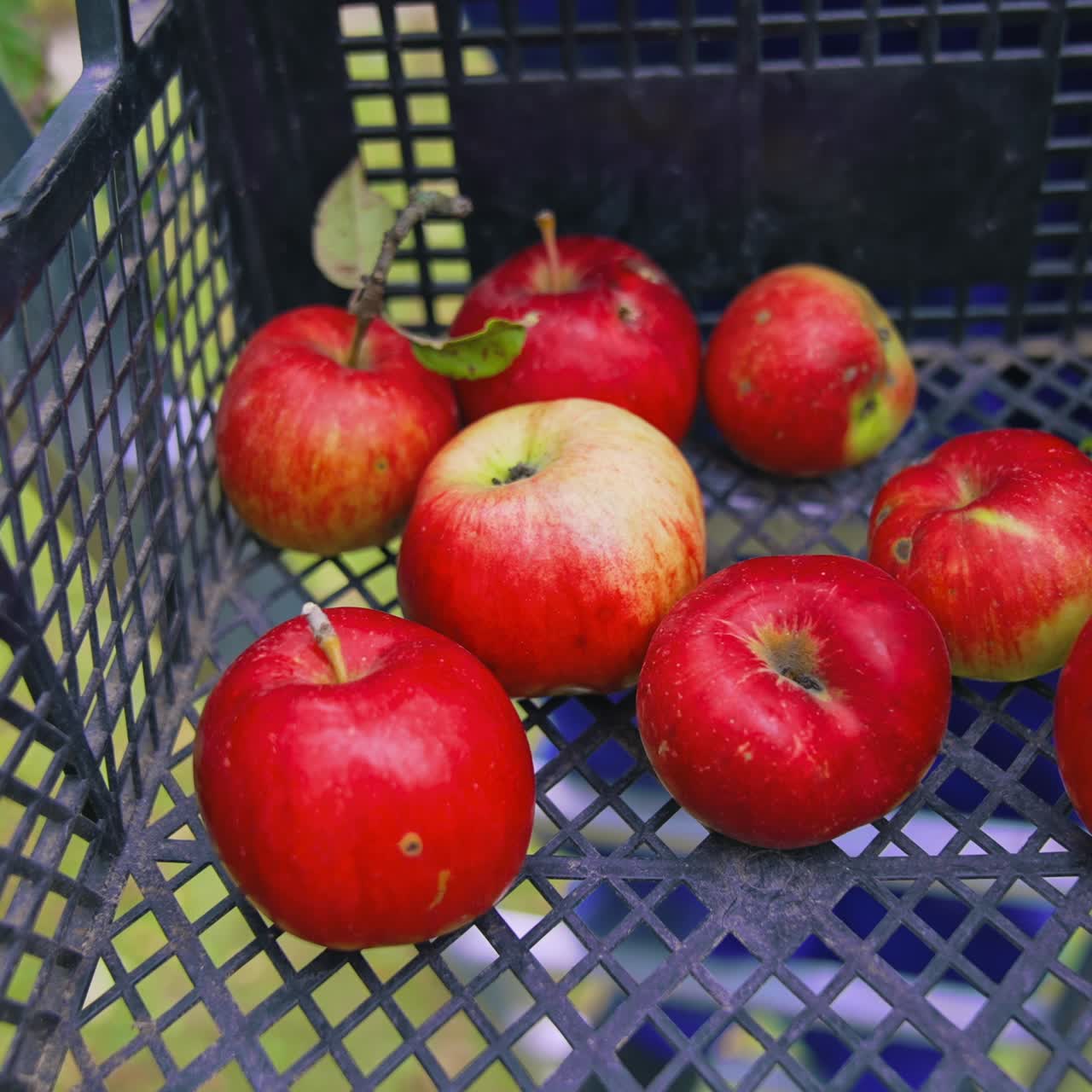 Ripe apples in plastic box. Gardener putting fresh apples into a drawer. Harvesting delicious fruit in autumn. Close-up