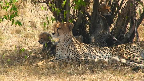 Ein-Gepard-Und-Jungtiere-Genießen-Schatten-Unter-Einem-Busch